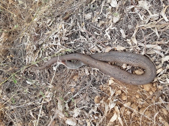 Malpolon insignitus  photographed by רם פרוביזור 