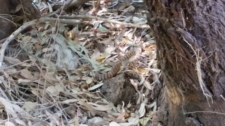 Vipera palaestinae  photographed by קובי בן עטיה 