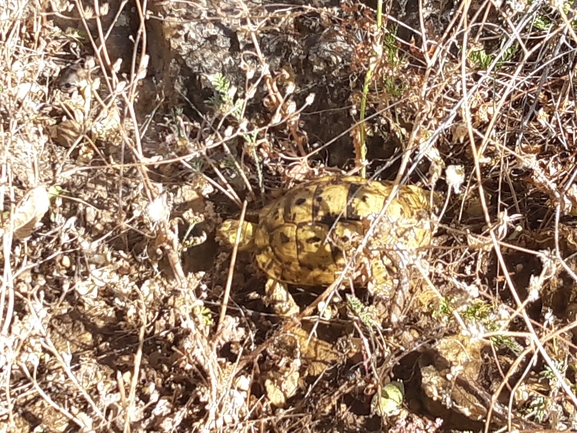 Testudo graeca  photographed by רמי יוספי 