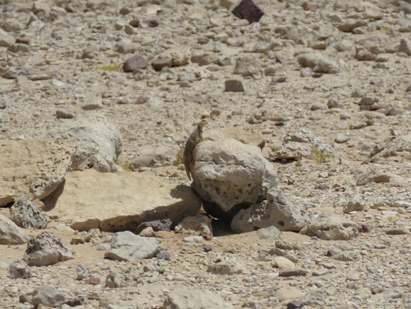 Uromastyx aegyptia  צולם על ידי יובל שגיא 