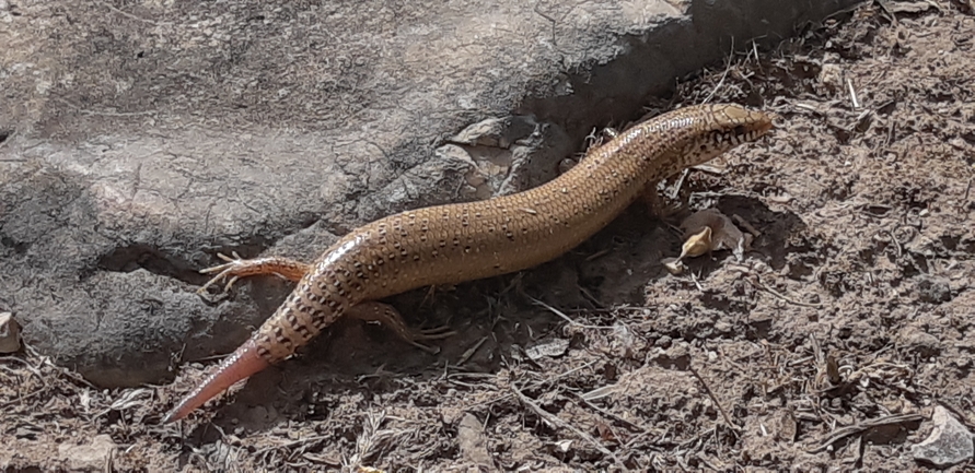 Chalcides ocellatus  