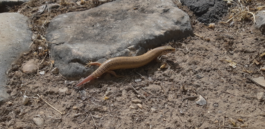 Chalcides ocellatus  