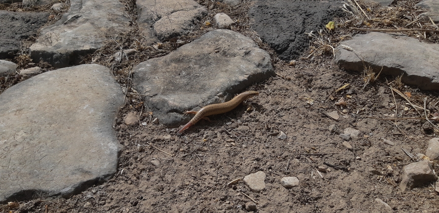 Chalcides ocellatus  