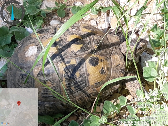 Testudo graeca  photographed by סולימן חמוד 