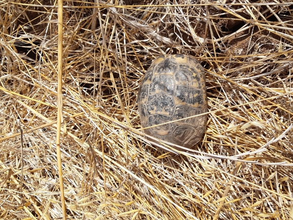 Testudo graeca  photographed by עומרי גואלמן 