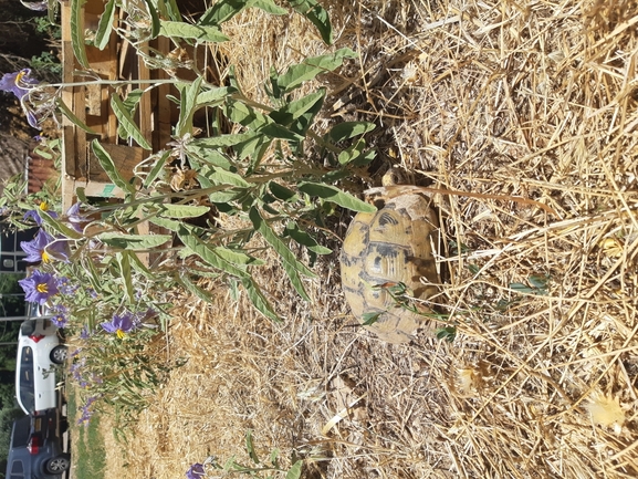 צב-יבשה מצוי  צולם על ידי רם פרוביזור 