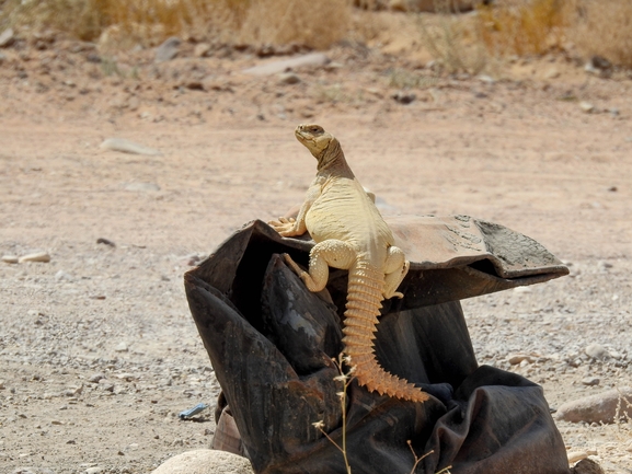 Uromastyx aegyptia  צולם על ידי דורון ניסים 