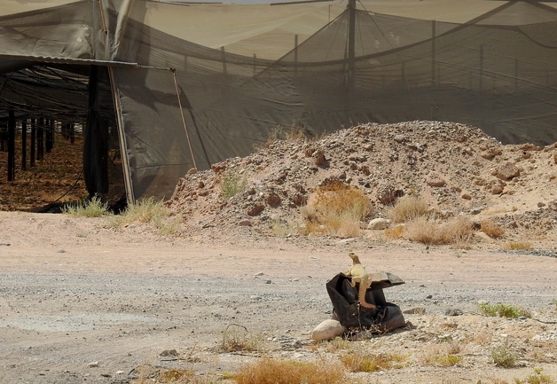 Dabb Lizard  photographed by דורון ניסים 