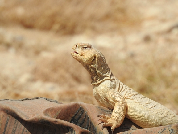 Uromastyx aegyptia  צולם על ידי דורון ניסים 