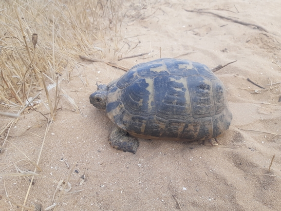 Testudo graeca  photographed by אלון פן 