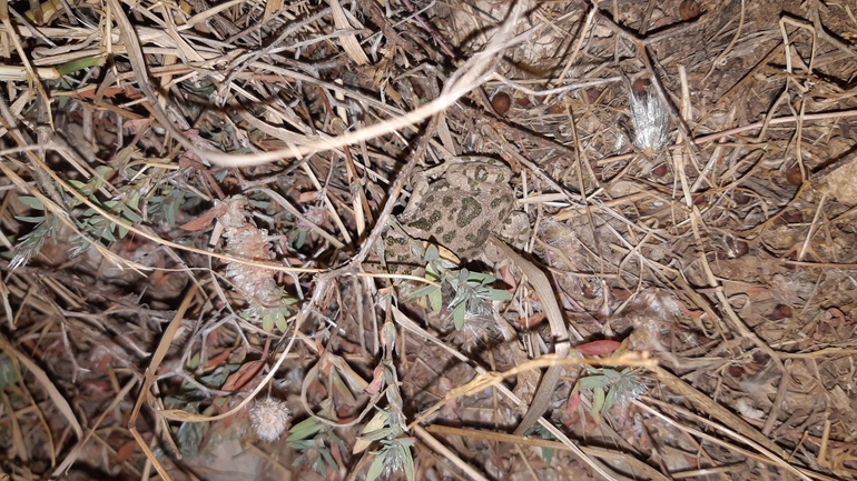 Bufo viridis  photographed by אריאל קדם 