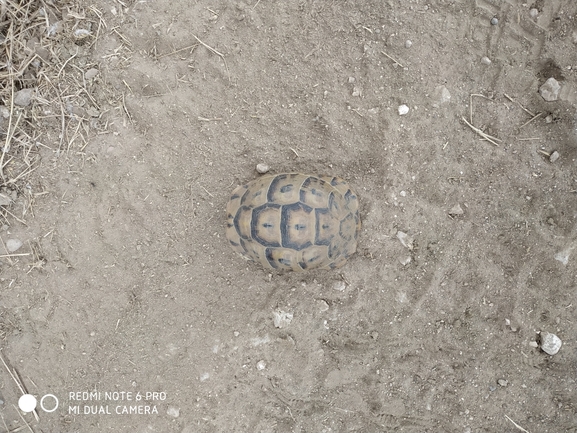 Testudo graeca  photographed by חנוך כרמי 