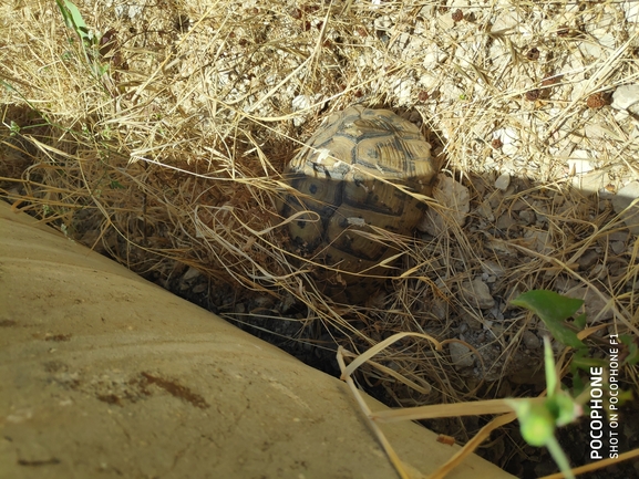 Testudo graeca  photographed by חנוך כחלון 