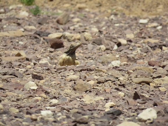 Dabb Lizard  photographed by יובל שגיא 