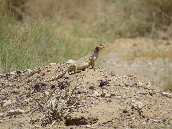 Dabb Lizard  photographed by יובל שגיא 