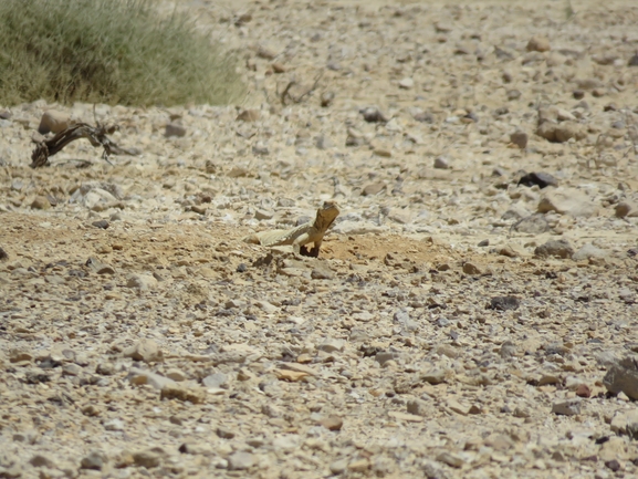 Dabb Lizard  photographed by יובל שגיא 