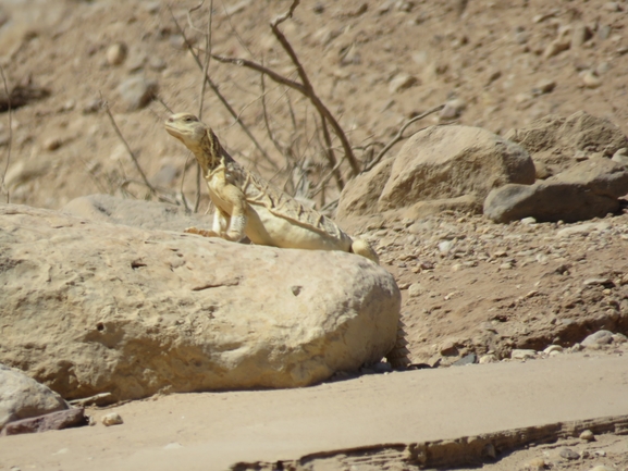 Uromastyx aegyptia  צולם על ידי יובל שגיא 