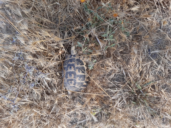 Testudo graeca  photographed by גיל בן-עזרא 