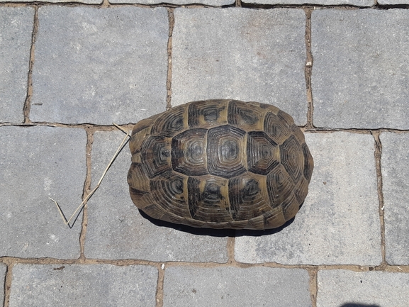 Testudo graeca  photographed by ג'ורג'י נורקין 