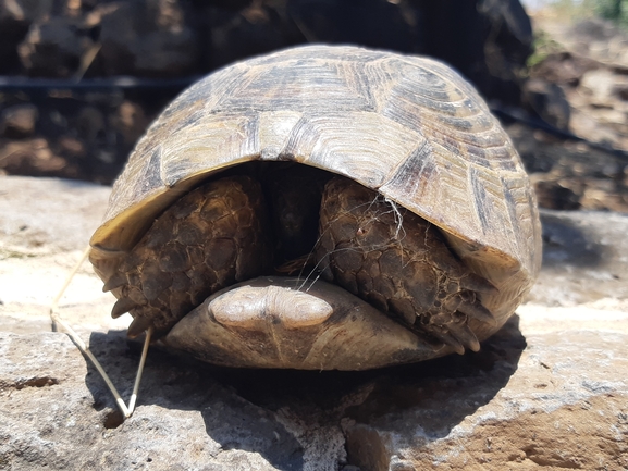 Testudo graeca  photographed by ג'ורג'י נורקין 