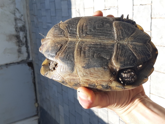 Testudo graeca  photographed by ג'ורג'י נורקין 