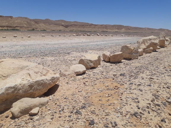 Dabb Lizard  photographed by דיוויד סטרוקוב 