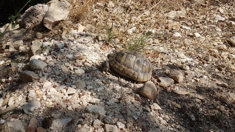 Testudo graeca  photographed by רן פרץ 