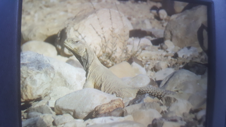 Uromastyx aegyptia  צולם על ידי ניקיטה פודוברייב 