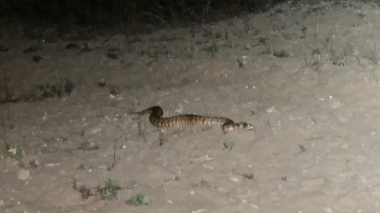 Vipera palaestinae  photographed by קובי בן עטיה 