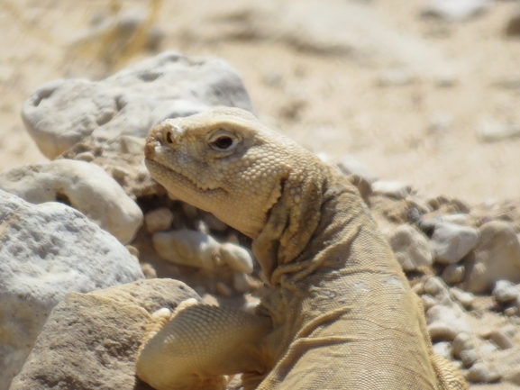 Uromastyx aegyptia  צולם על ידי יובל שגיא 