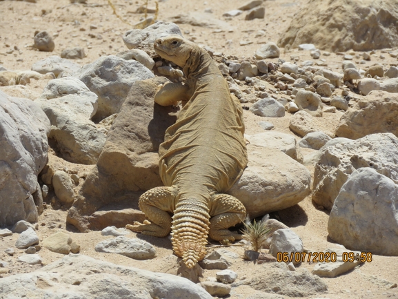 Uromastyx aegyptia  צולם על ידי יובל שגיא 