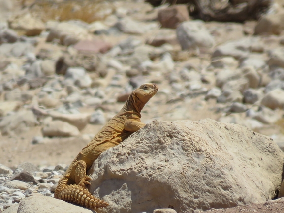 Dabb Lizard  photographed by יובל שגיא 