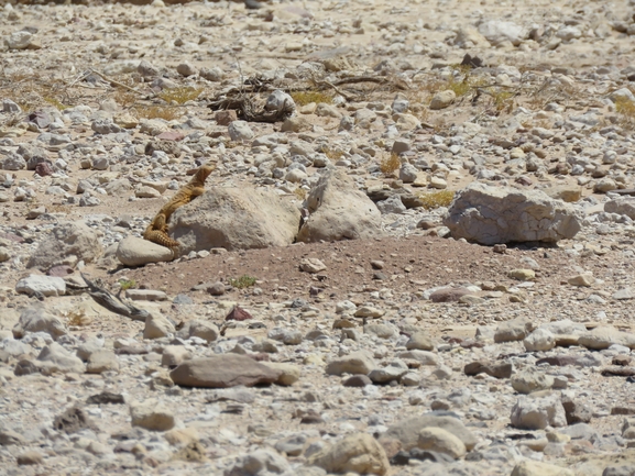 Dabb Lizard  photographed by יובל שגיא 