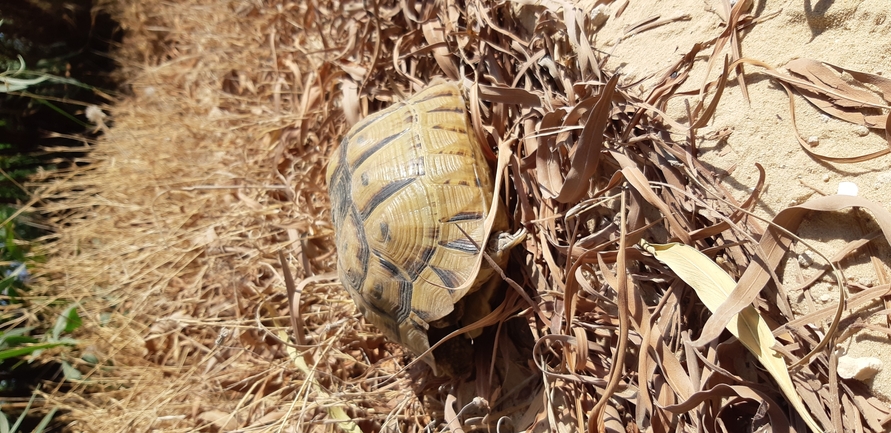 Testudo graeca  photographed by תומר עופרי 