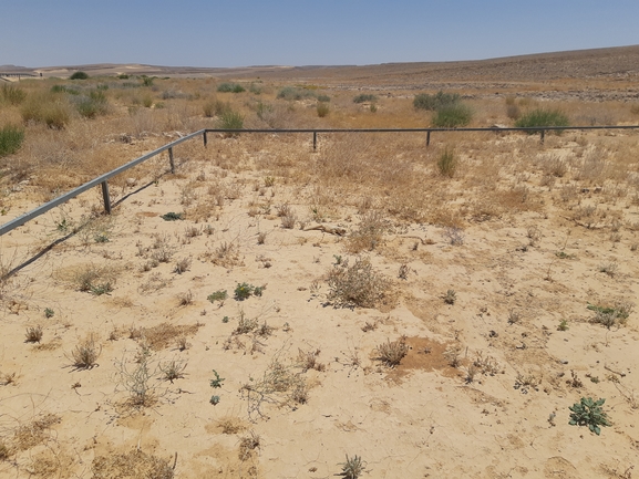 Dabb Lizard  photographed by מאיר אורבך 