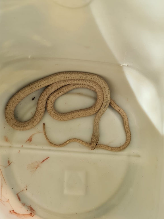 Psammophis aegyptius  photographed by עומרי עומסי 