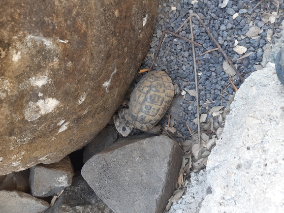 Testudo graeca  photographed by דקל שגב 