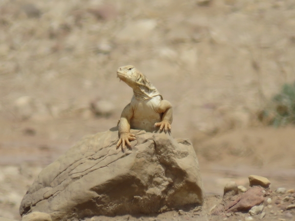 Uromastyx aegyptia  צולם על ידי יובל שגיא 