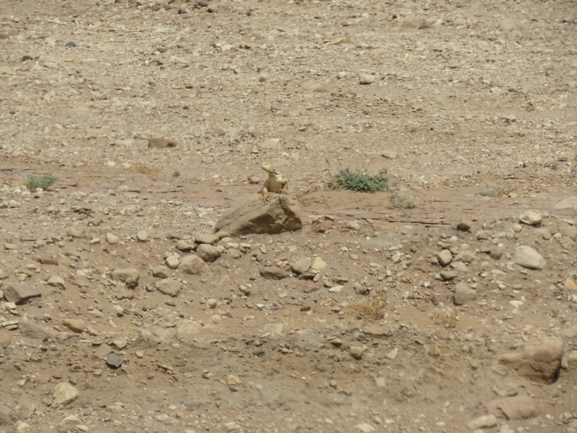 Uromastyx aegyptia  צולם על ידי יובל שגיא 