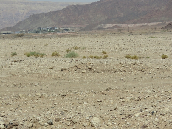 Dabb Lizard  photographed by יובל שגיא 