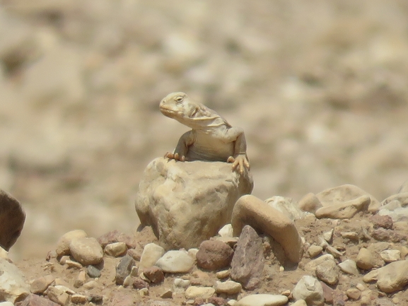 Uromastyx aegyptia  צולם על ידי יובל שגיא 