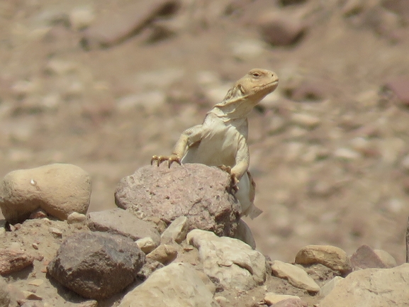 Uromastyx aegyptia  צולם על ידי יובל שגיא 