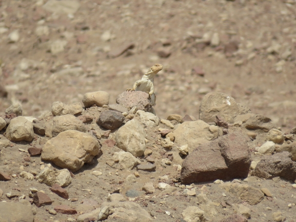 Dabb Lizard  photographed by יובל שגיא 