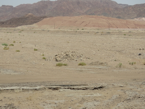 Dabb Lizard  photographed by יובל שגיא 