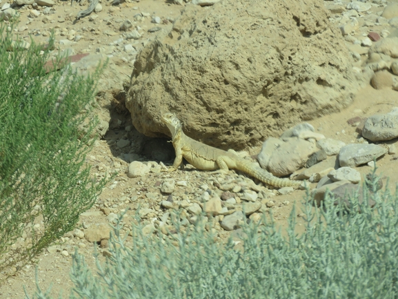 Uromastyx aegyptia  צולם על ידי יובל שגיא 