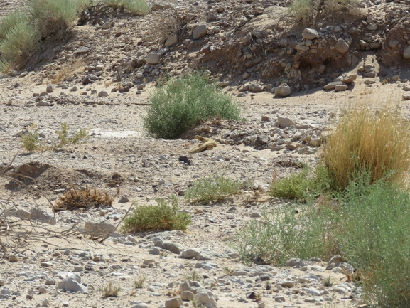 Uromastyx aegyptia  צולם על ידי יובל שגיא 