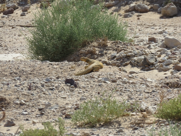 Uromastyx aegyptia  צולם על ידי יובל שגיא 