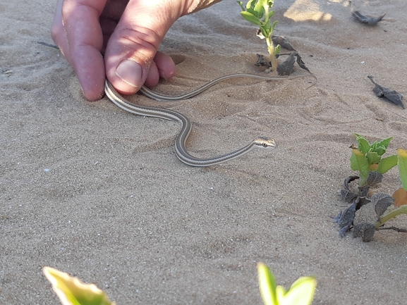 Psammophis schokari  photographed by סיון מרדוק 