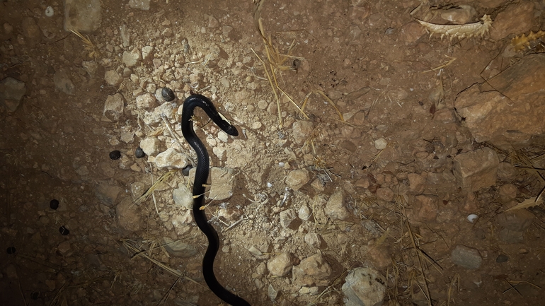 Atractaspis engaddensis  photographed by ארז ברוכי 