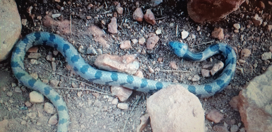 Telescopus fallax syriacus  photographed by איתי לחמי 